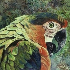 Medicine Macaw