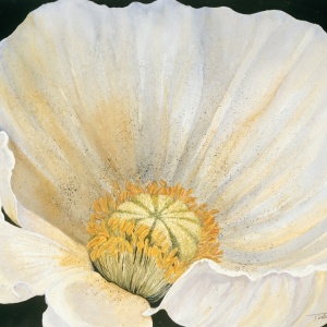 White Poppy