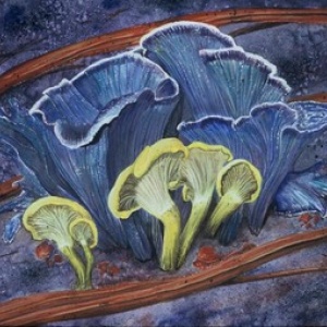 Blue Shrooms