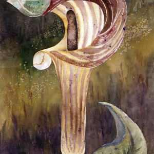 Pitcher Plant